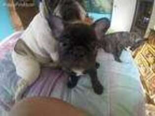 French Bulldog Puppy for sale in Bellvue, CO, USA