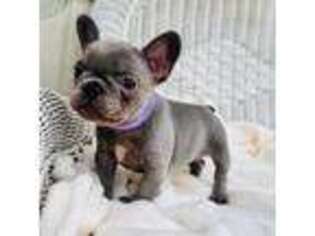French Bulldog Puppy for sale in Whiting, KS, USA
