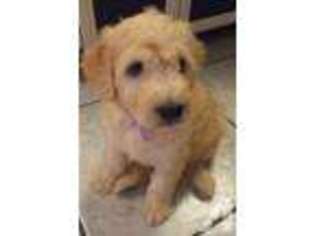 Goldendoodle Puppy for sale in MIMS, FL, USA