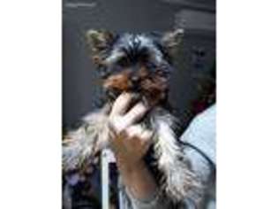 Yorkshire Terrier Puppy for sale in Flossmoor, IL, USA