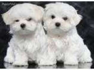 Maltese Puppy for sale in Danville, NH, USA