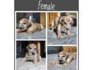 Great Dane Puppy for sale in Cream Ridge, NJ, USA