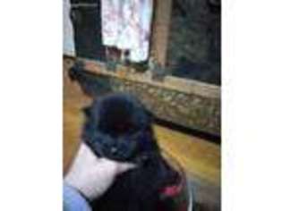 Pomeranian Puppy for sale in Saugus, MA, USA