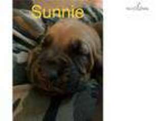 Bloodhound Puppy for sale in Hinesville, GA, USA