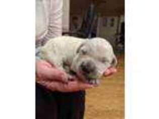 Mutt Puppy for sale in North Wilkesboro, NC, USA