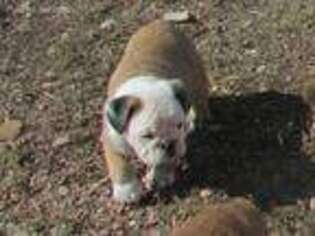 Bulldog Puppy for sale in Grant, NE, USA