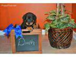 Rottweiler Puppy for sale in Lexington, KY, USA
