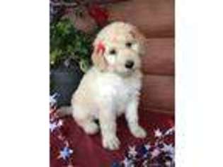 Labradoodle Puppy for sale in Jacksboro, TN, USA