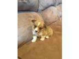 Pembroke Welsh Corgi Puppy for sale in Dell Rapids, SD, USA