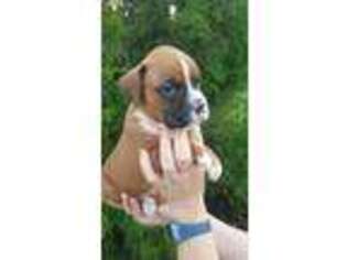Boxer Puppy for sale in Lynchburg, VA, USA