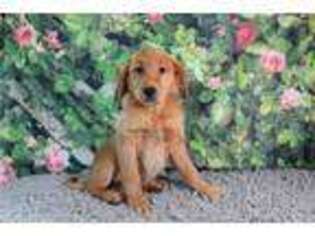 Golden Retriever Puppy for sale in Fort Wayne, IN, USA