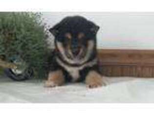 Shiba Inu Puppy for sale in Bristol, IN, USA