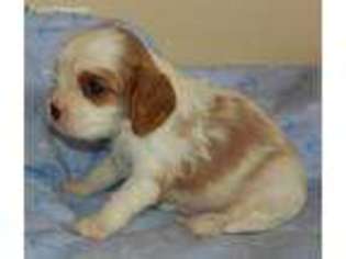 Cavalier King Charles Spaniel Puppy for sale in Scottville, MI, USA