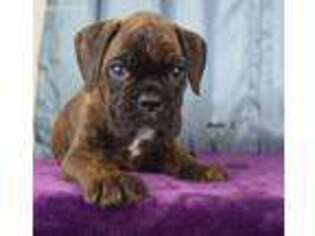 Boxer Puppy for sale in Goose Lake, IA, USA
