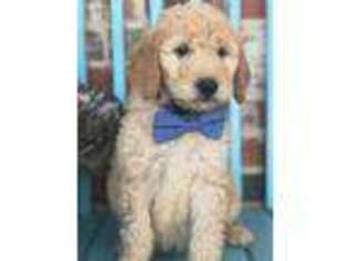 Goldendoodle Puppy for sale in Enterprise, MS, USA