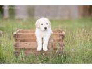 Goldendoodle Puppy for sale in Hickory, NC, USA