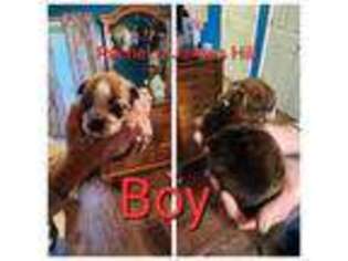 Bulldog Puppy for sale in Goldsboro, NC, USA