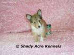 Shetland Sheepdog Puppy for sale in Abbeville, GA, USA