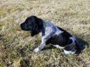German Shorthaired Pointer Puppy for sale in Haxtun, CO, USA