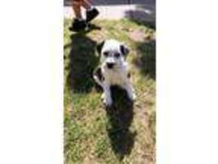 Mutt Puppy for sale in Castroville, CA, USA