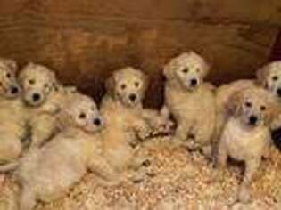 Goldendoodle Puppy for sale in Madison Heights, VA, USA