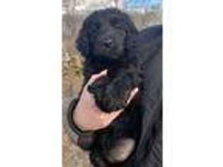 Goldendoodle Puppy for sale in Primm Springs, TN, USA