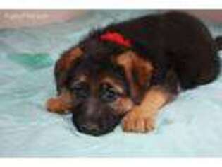 German Shepherd Dog Puppy for sale in Kalispell, MT, USA