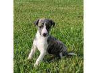 Whippet Puppy for sale in Houston, TX, USA