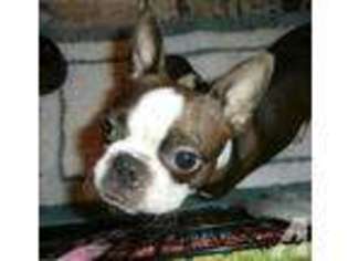 Boston Terrier Puppy for sale in HARPURSVILLE, NY, USA