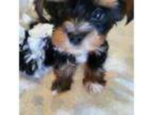 Yorkshire Terrier Puppy for sale in North Kingstown, RI, USA