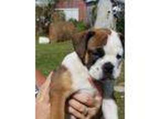 Bulldog Puppy for sale in Greensburg, KY, USA