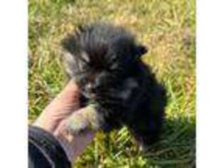 Pomeranian Puppy for sale in Trion, GA, USA