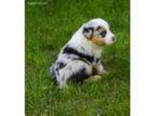Australian Shepherd Puppy for sale in Mount Pleasant Mills, PA, USA