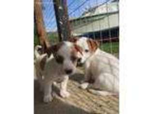 Jack Russell Terrier Puppy for sale in Saco, ME, USA