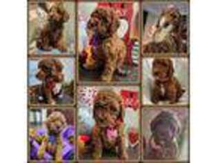 Goldendoodle Puppy for sale in Salem, SC, USA