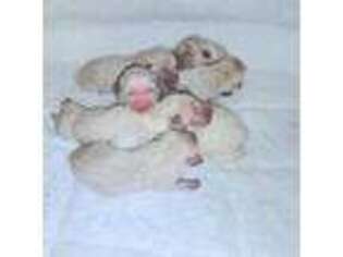 Mutt Puppy for sale in Janesville, WI, USA
