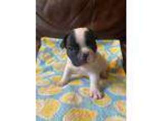 French Bulldog Puppy for sale in Manchester, NH, USA