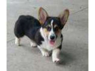 Pembroke Welsh Corgi Puppy for sale in Bowling Green, OH, USA