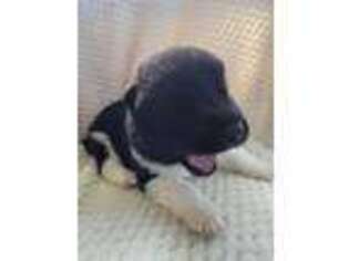 Akita Puppy for sale in Americus, GA, USA