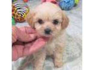 Cavapoo Puppy for sale in Rattan, OK, USA