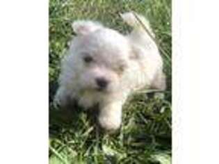 Maltese Puppy for sale in Christiansburg, VA, USA