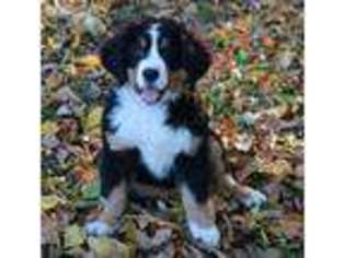 Bernese Mountain Dog Puppy for sale in Stuart, IA, USA