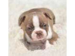 Boston Terrier Puppy for sale in Jonesboro, LA, USA