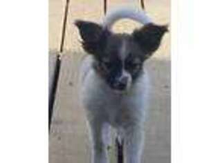Papillon Puppy for sale in Wading River, NY, USA