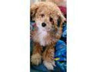 Cavapoo Puppy for sale in North Port, FL, USA
