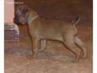 Brussels Griffon Puppy for sale in Reinholds, PA, USA