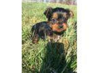 Yorkshire Terrier Puppy for sale in Wheatland, MO, USA
