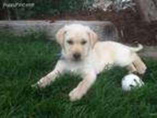 Labrador Retriever Puppy for sale in Elizabeth, CO, USA