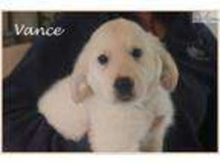 Golden Retriever Puppy for sale in Fort Worth, TX, USA