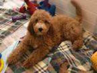 Goldendoodle Puppy for sale in Sardinia, OH, USA